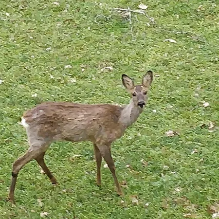 La Cote De Graves 펜션