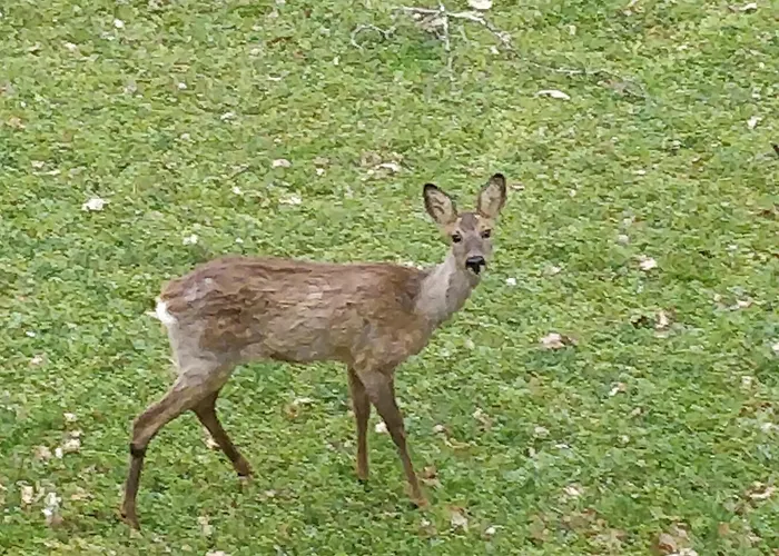 La Cote De Graves Σπίτι διακοπών